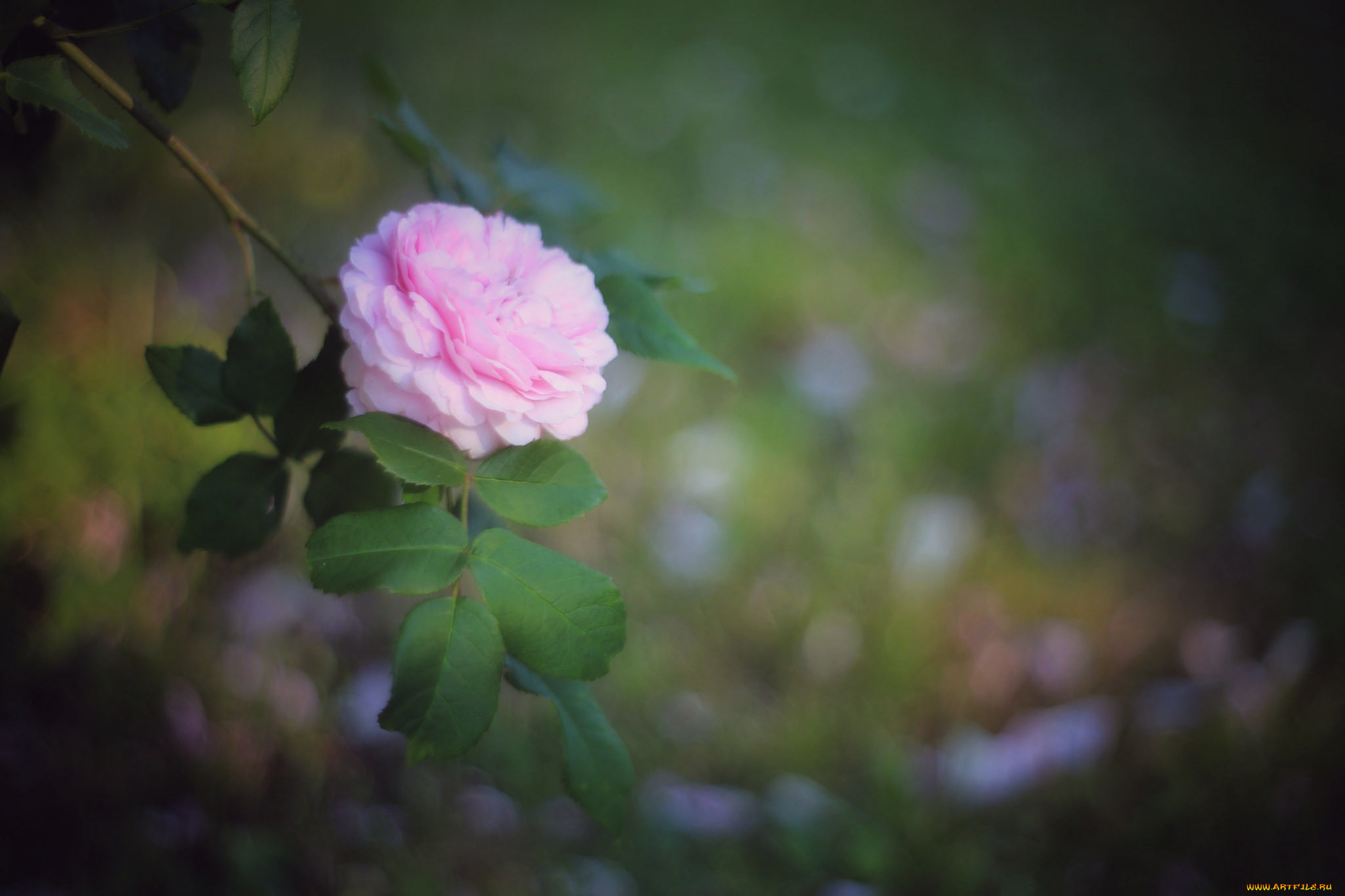 , , , , , , , rose, bud, petals, leaves, blossoms